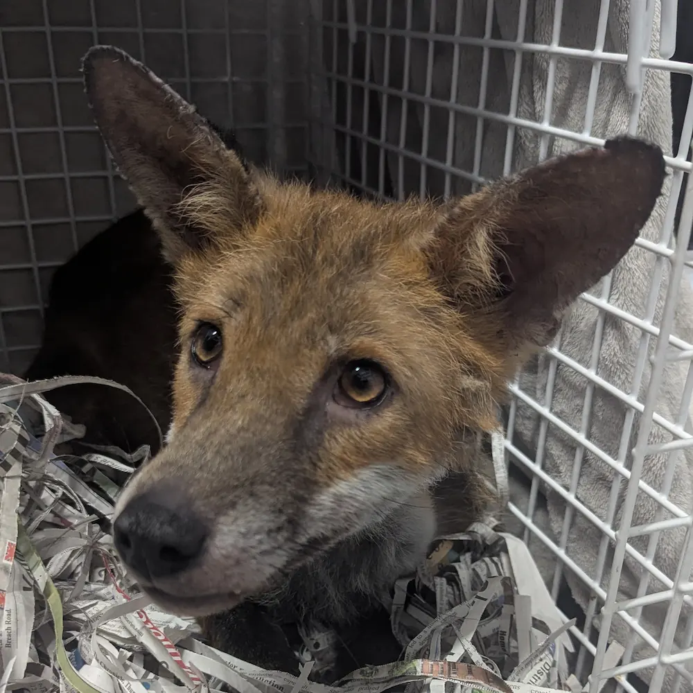 Stan the fox after his recovery