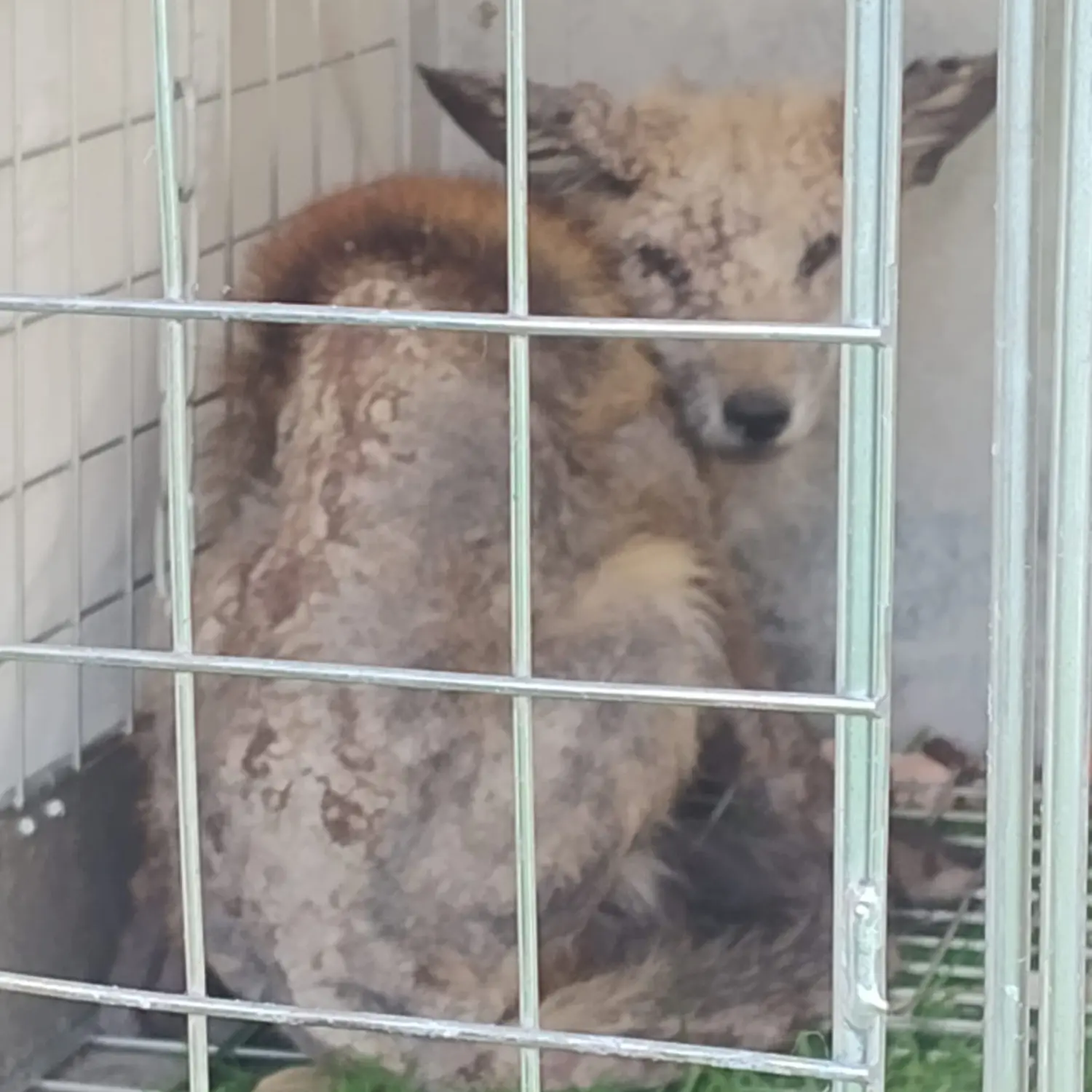 Clawdia the rescued fox