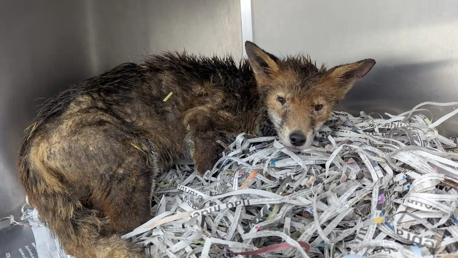 Fox being assessed for mange