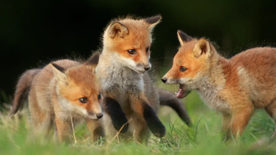 Fox Cub Collection