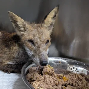 Feed a Fox