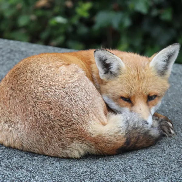 Red fox