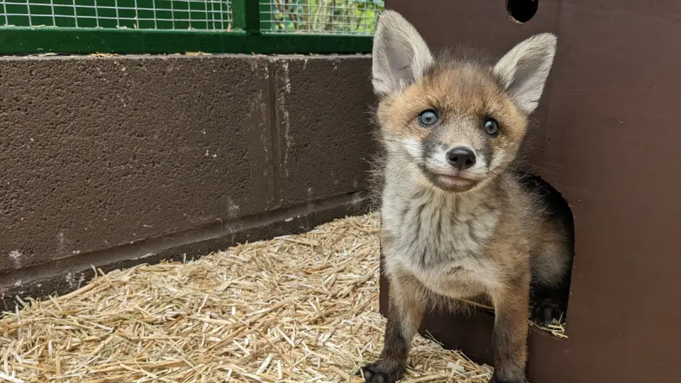 Fox release pen