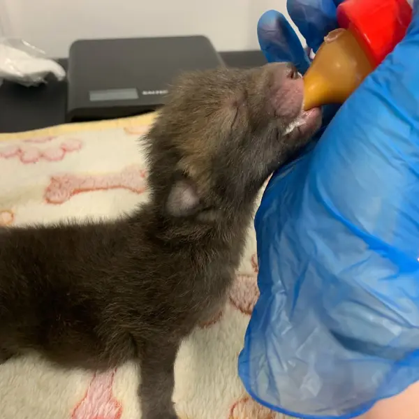 Fox rescue volunteer