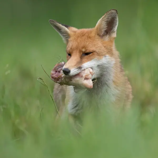 Fox in garden