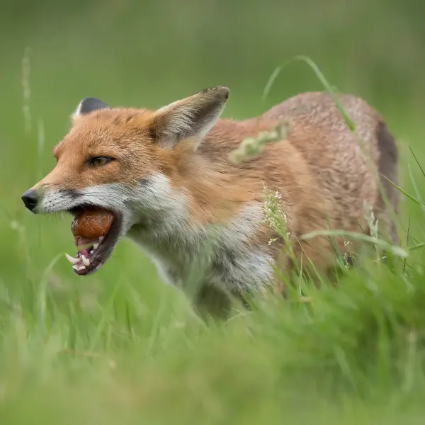 Red fox foraging
