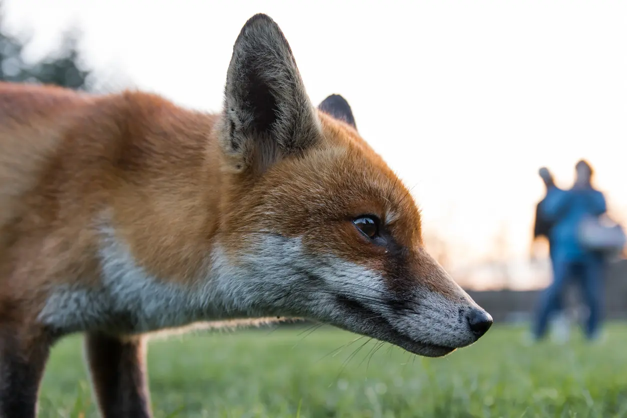 Fox in grass