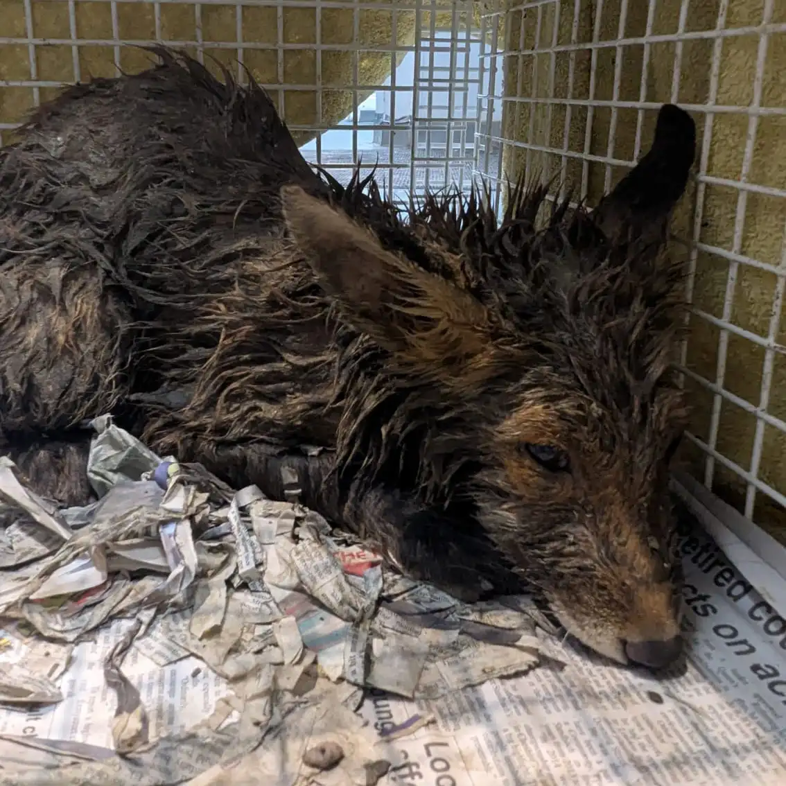 Gully the rescued fox cub