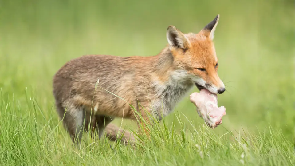 Fox carrying food