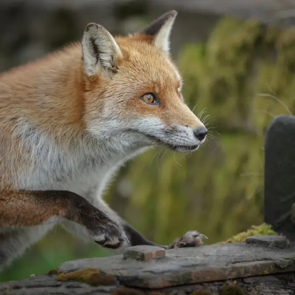 Wild fox keeping distance from people