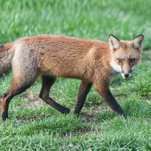 Fox being released after treatment