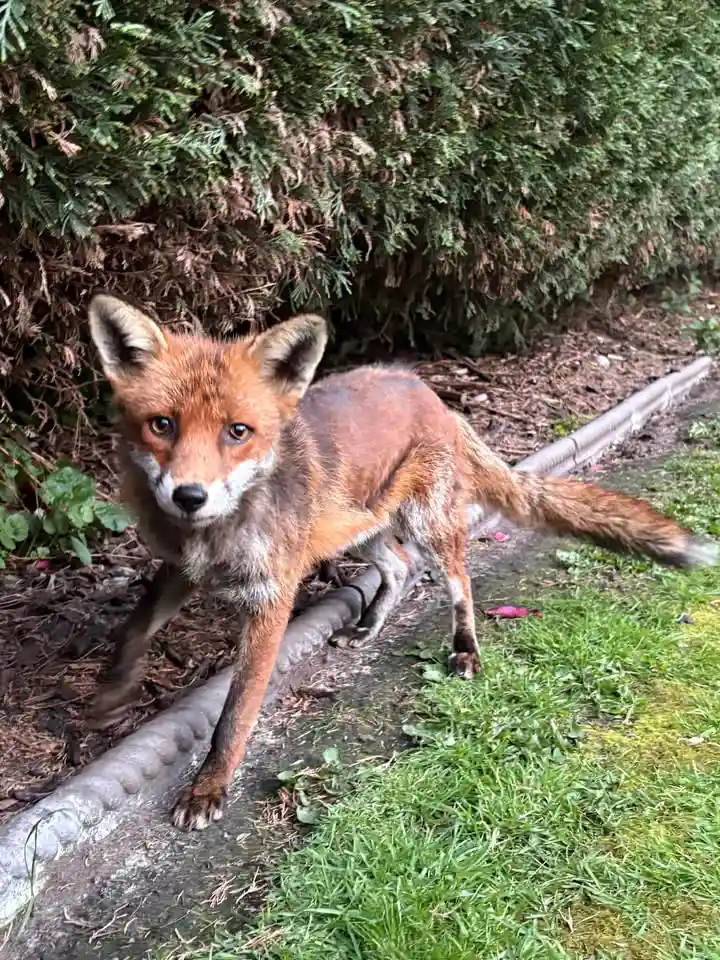 Fox showing signs of mange