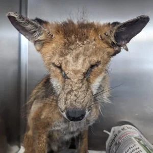 Treat a Fox with Mange