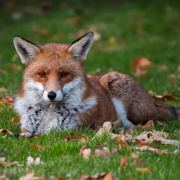 Fox in garden