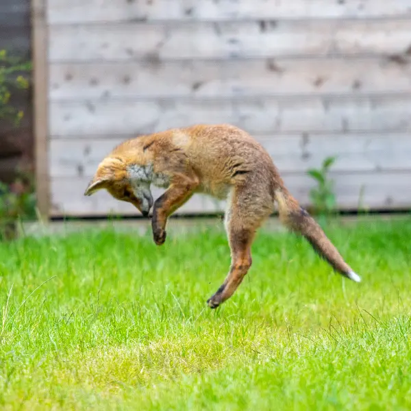 Fox-safe garden