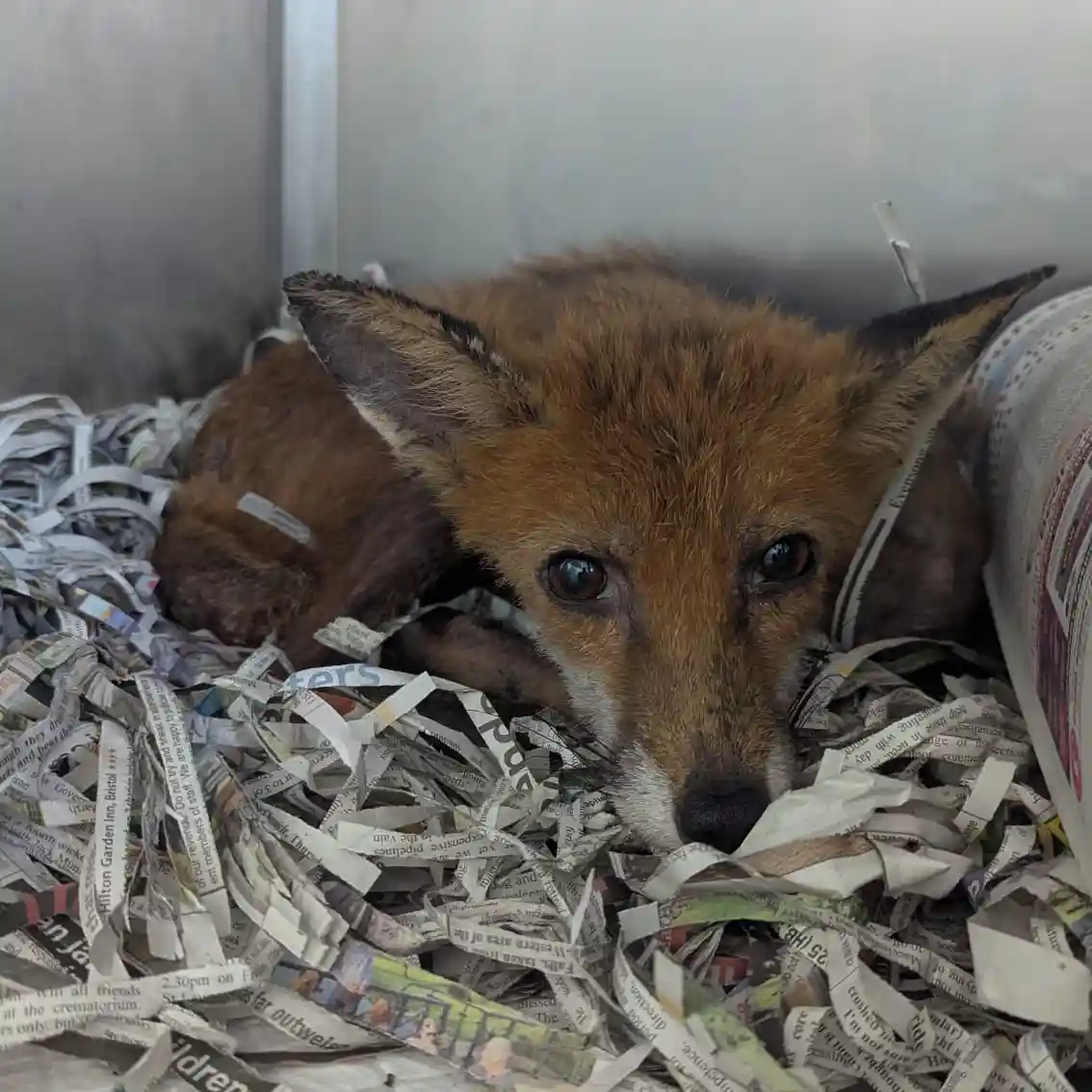 Daisy the fox during her recovery